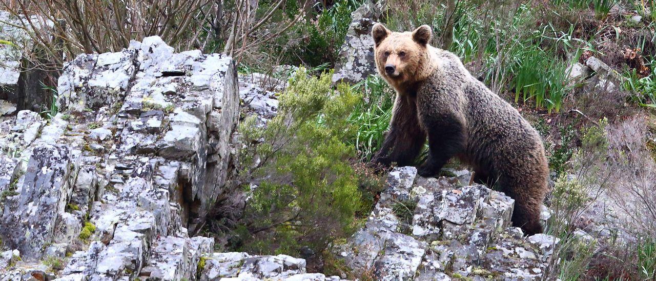 Un oso en una zona de Fuentes del Narcea | LNE