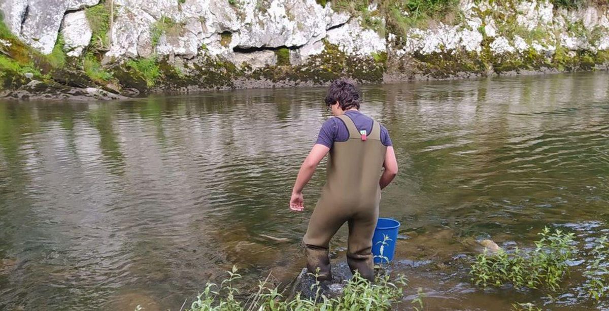 Los pescadores sueltan 85.000 alevines al Nalón, la &quot;única forma de tenerlo con vida&quot;