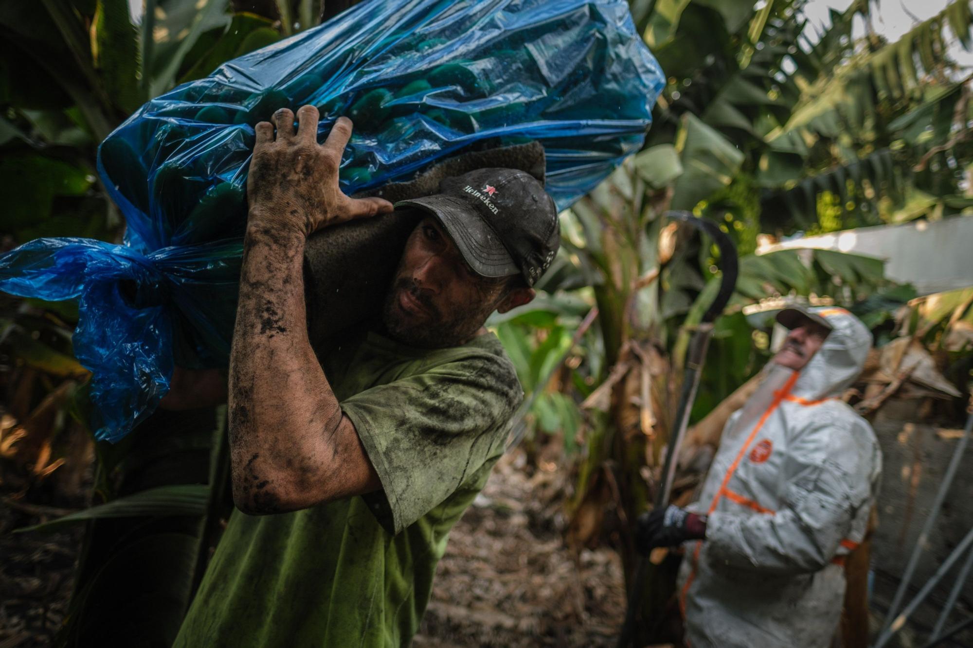 Corte, transporte y empaquetado de plátanos en La Palma