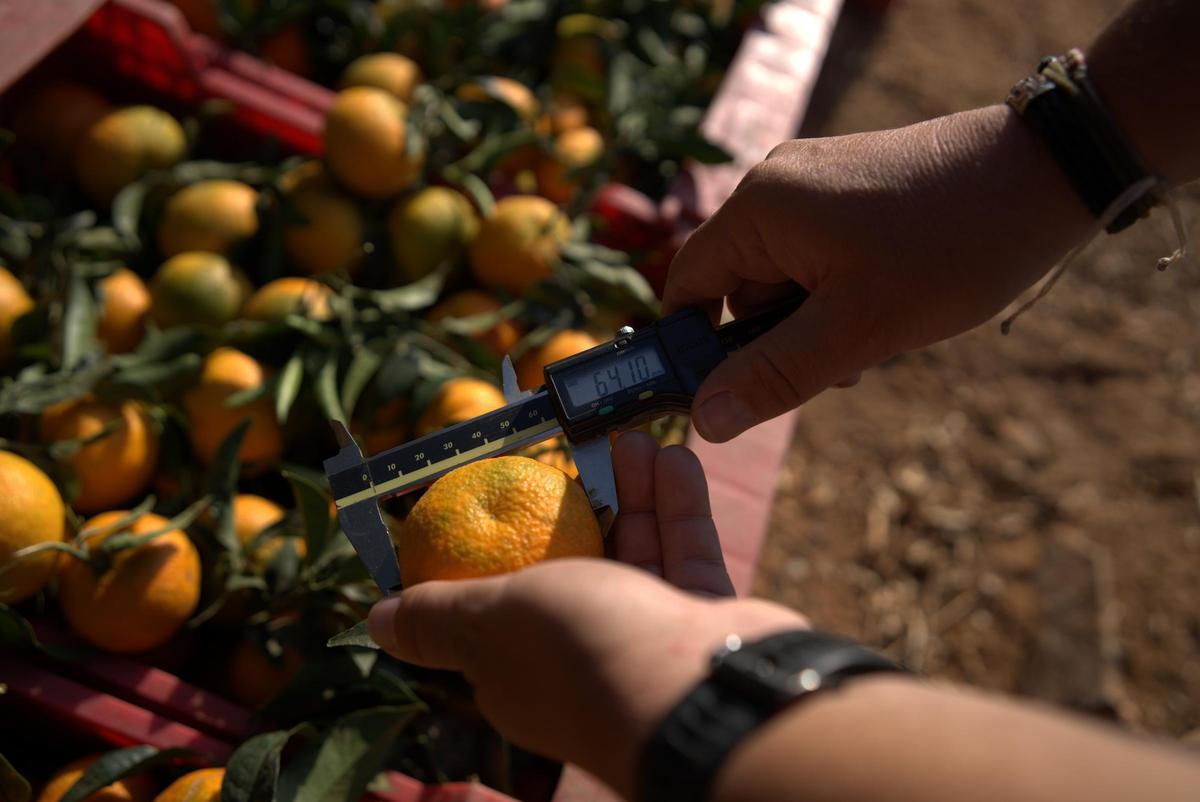 El calibre es una de las características de esta variedad.