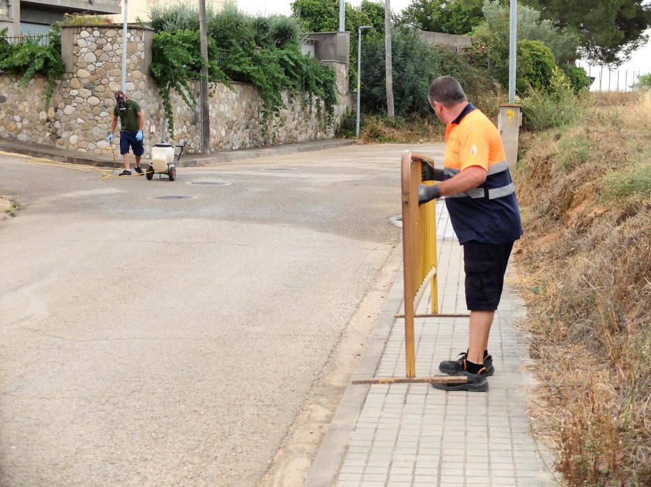 Bàscara fumiga un camp de colze per acabar amb una plaga de xinxes