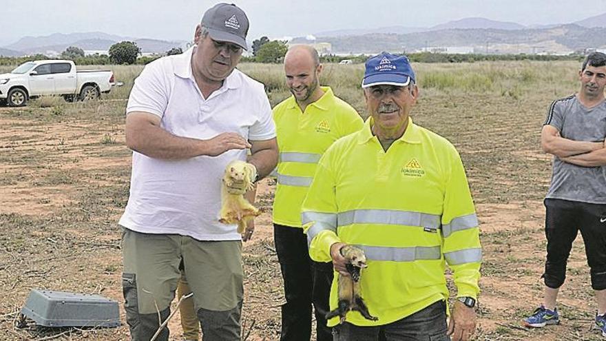 Planean soltar más hurones contra la plaga de conejos