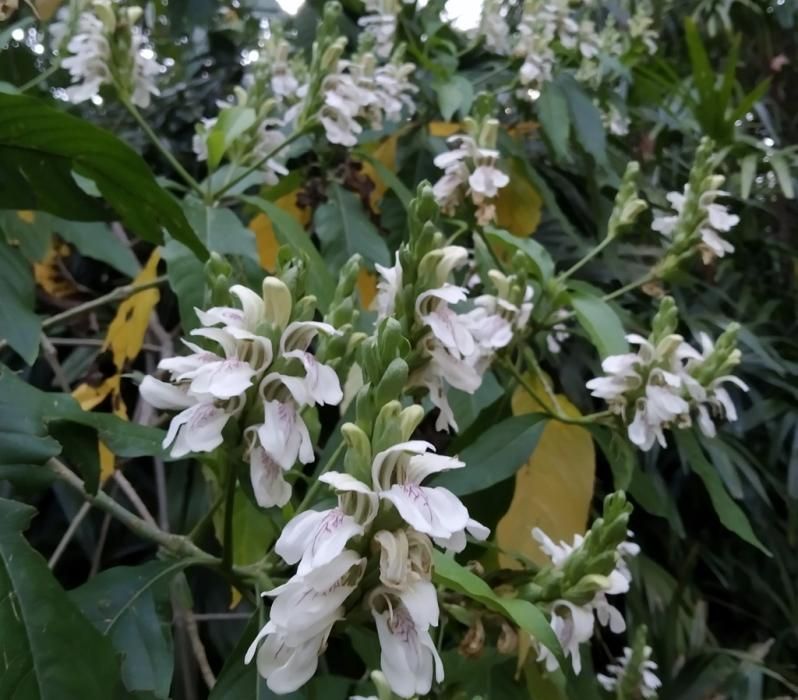 Floración en el Jardín de La Concepción.