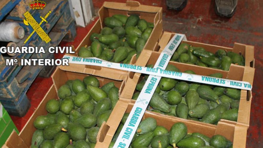 Roban aguacates de una finca en Santa Brígida