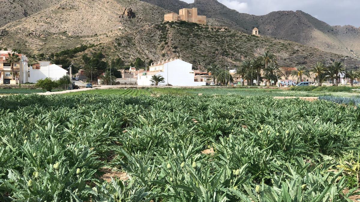 De la huerta de Cox sale una gran variedad de producto que llega a miles de hogares.