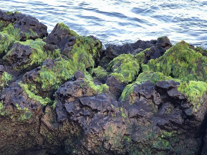 Investigación de las especies marinas en el delta lávico del volcán de La Palma