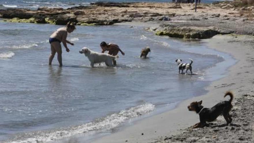 La Caleta dels Gossets, en Santa Pola, frecuentada por los usuarios y sus mascotas.