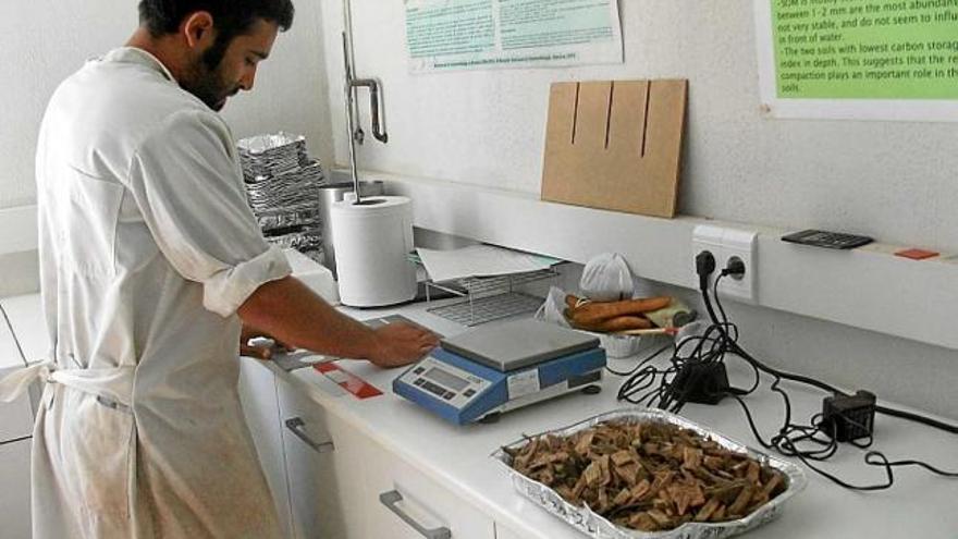 Un tècnic analitzant estella forestal als laboratoris del CTFC, a Solsona