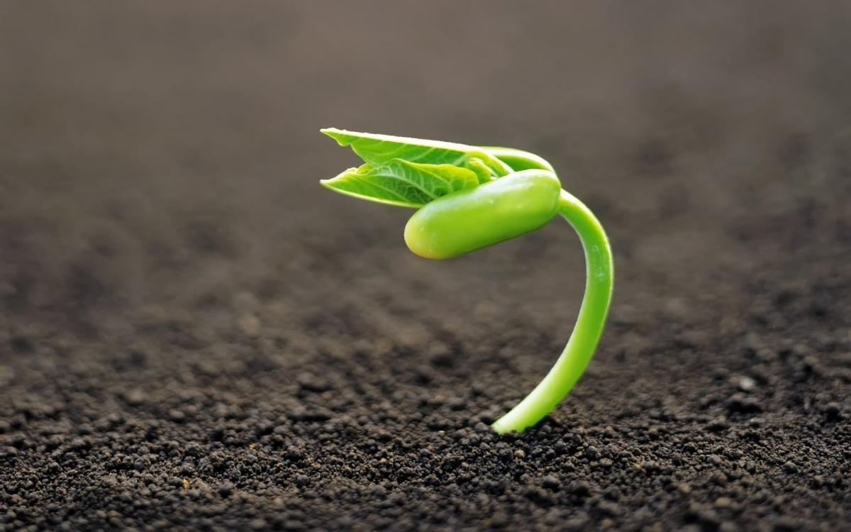 Planta germinando en la tierra