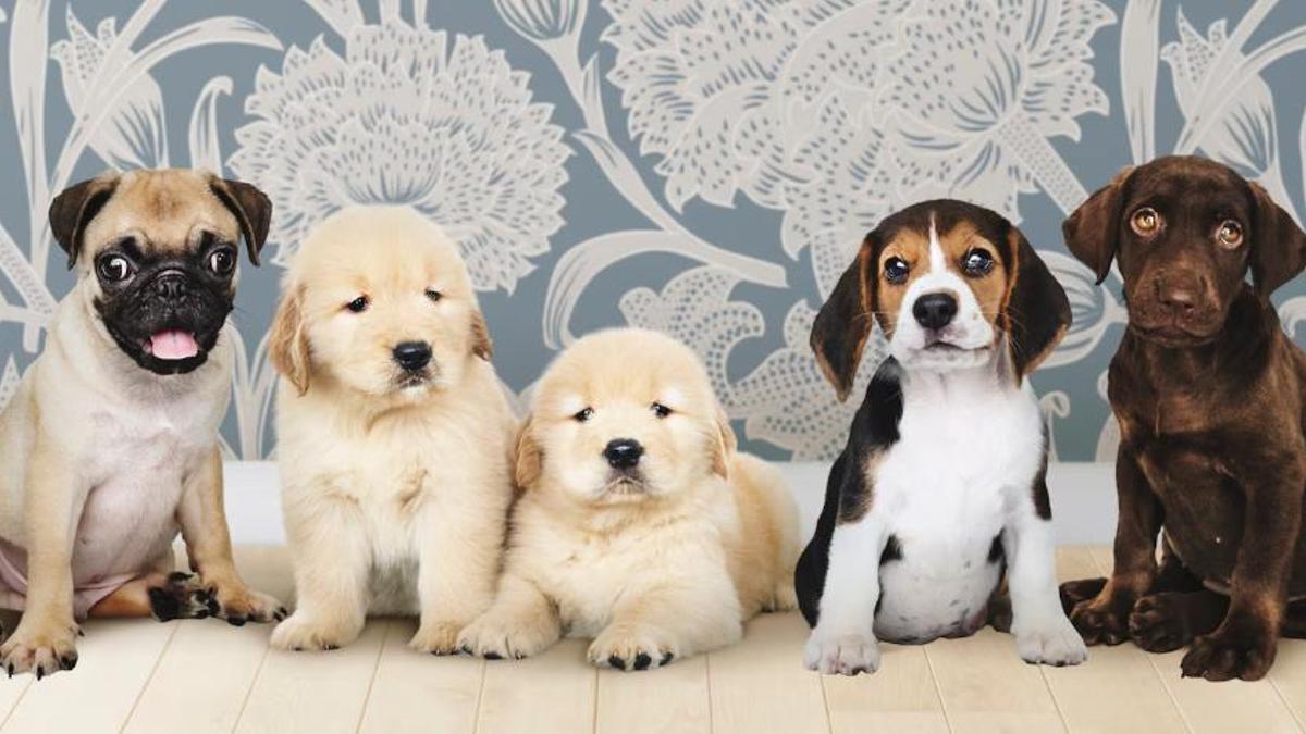 Quines races són les menys aconsellades?