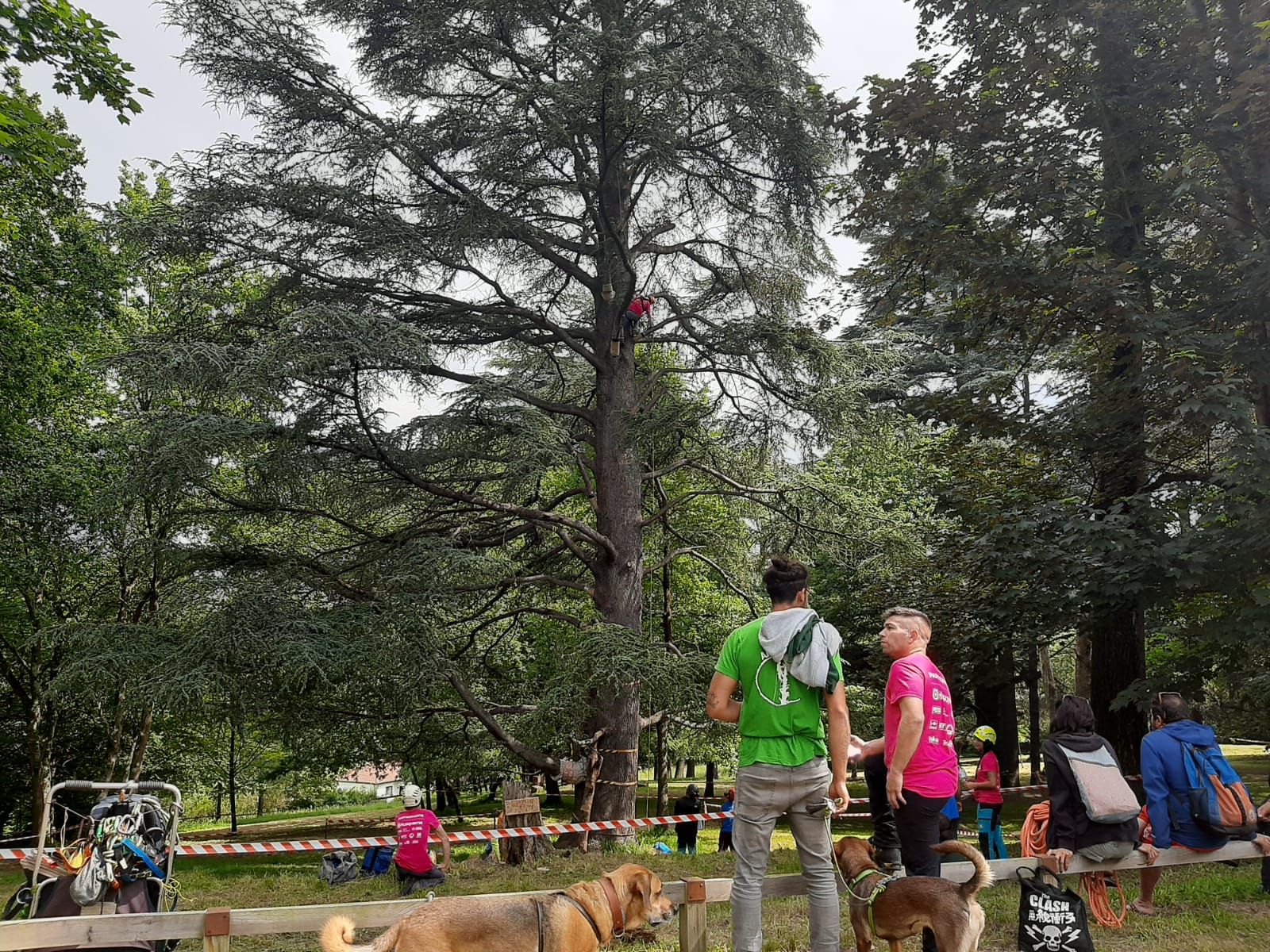 Así son los campeonatos de trepa a los árboles: Lugones alberga el certamen nacional
