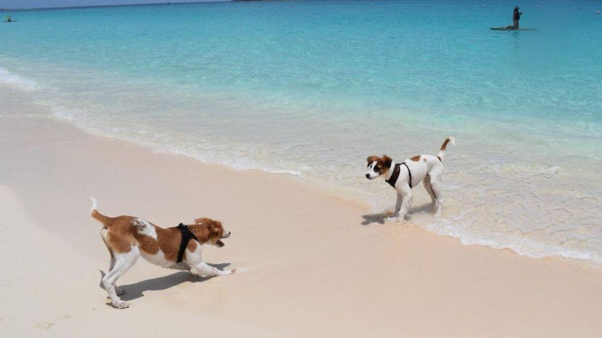 Si tienes perro, estas son las 10 playas de Murcia que tienes que visitar la Región se ha convertido en un referente para los amantes de los animales