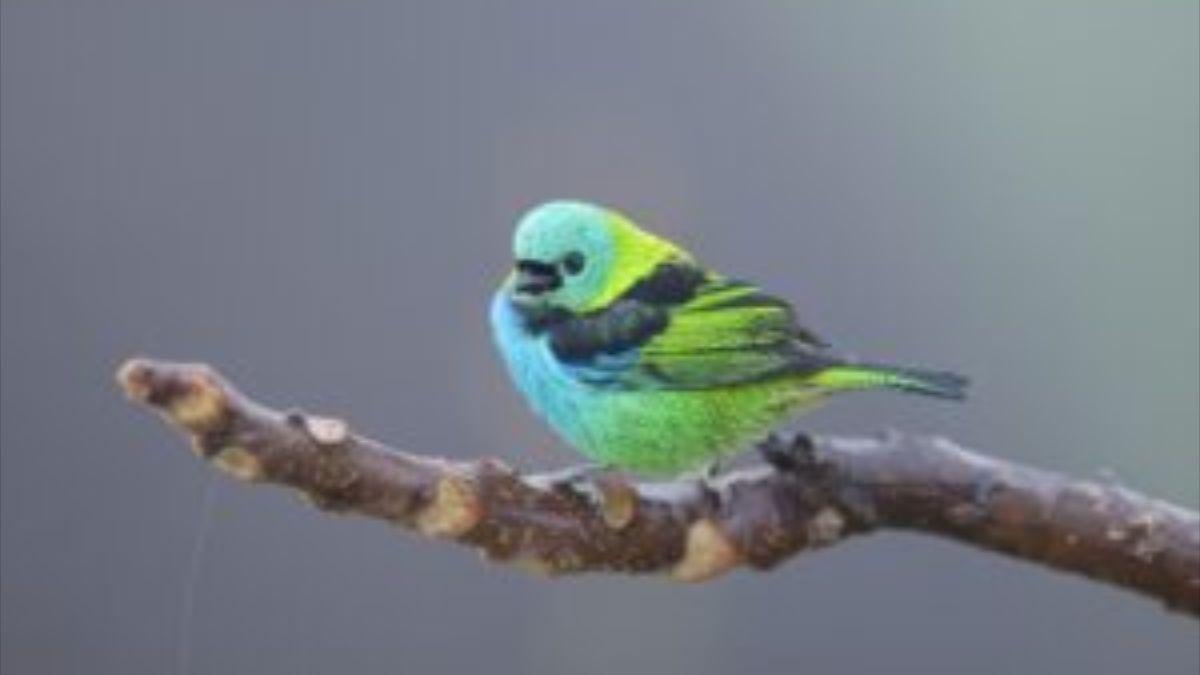 Tangara de cabeza verde (Tangara seledon). Parque Nacional Itatiaia, Brasil.