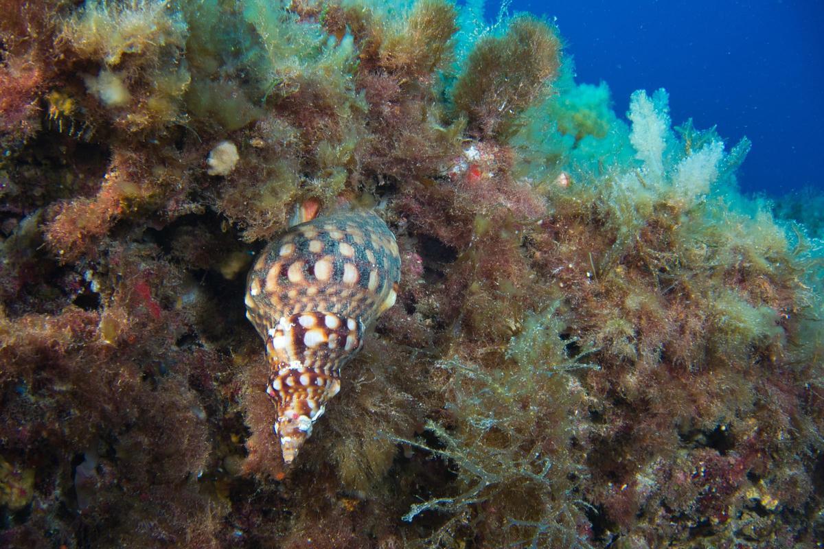 Die Knotentragende Tritonschnecke steht auf der Liste der geschützter Arten und darf nicht ausgeführt werden.