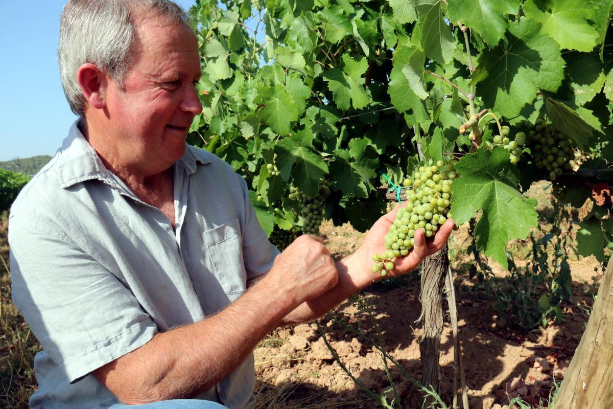Josep Maria Claret, de la DO Pla de Bages, observa la malvasia blanca-roja