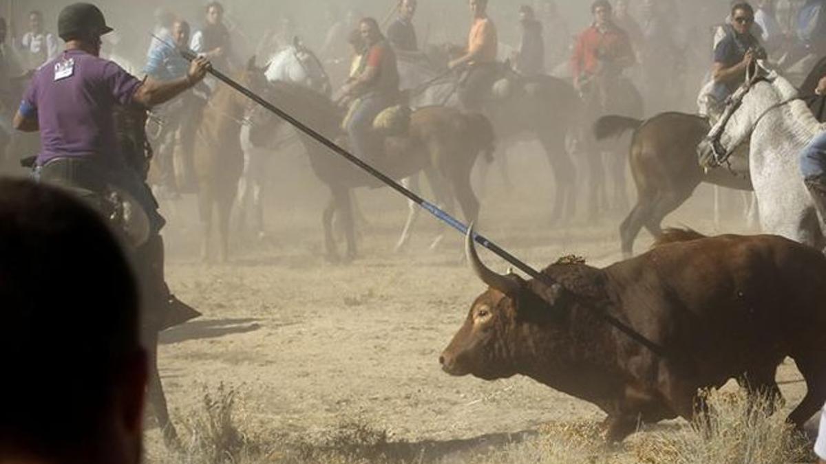 El toro de la vega acosado por los lanceros en Tordesillas.