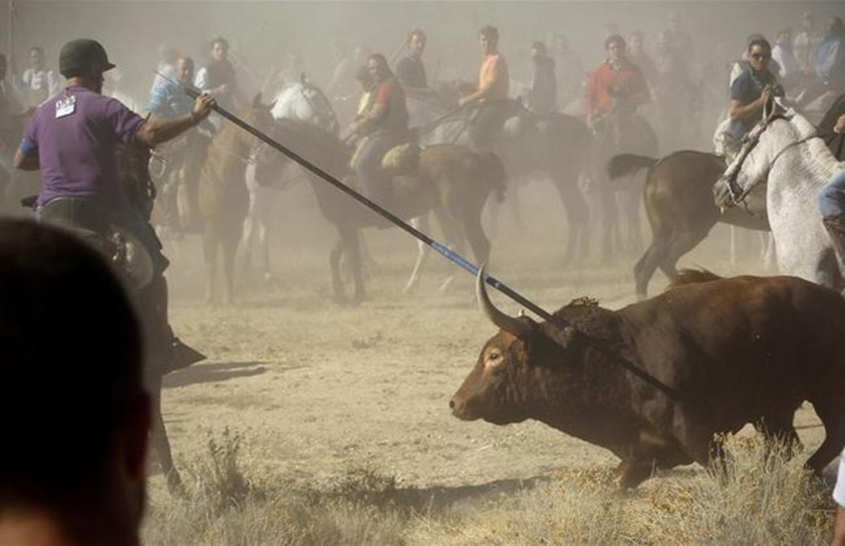 El toro de l’horta assetjat pels llancers a Tordesillas. El toro de l’horta assetjat pels llancers a Tordesillas.