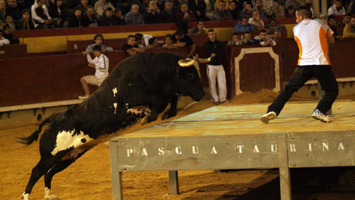 Toril Raton El Ayuntamiento de Canals retira de la arena al toro Ratón