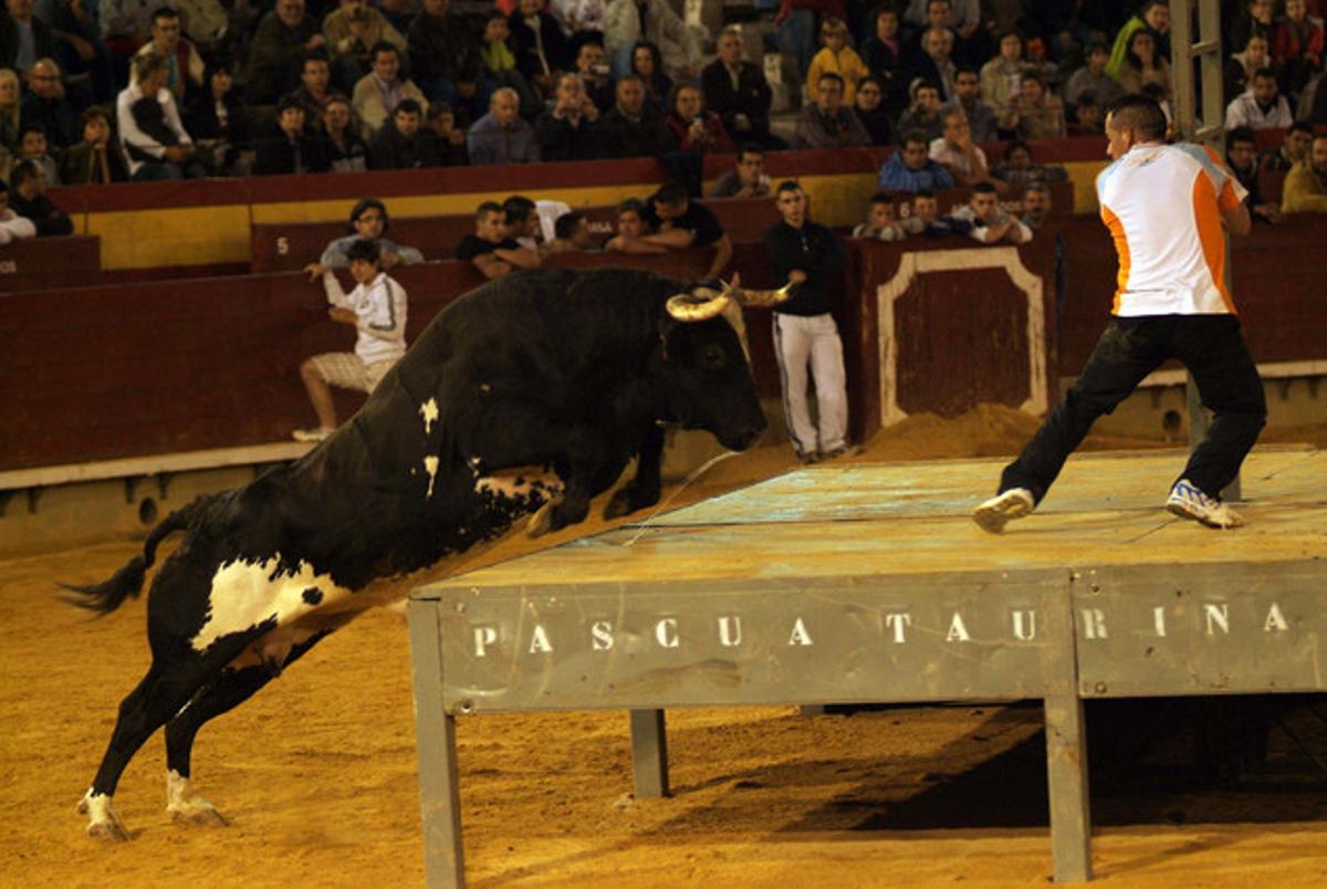 El toro Ratón en un dels seus típics salts. El toro Ratón en un dels seus típics salts.