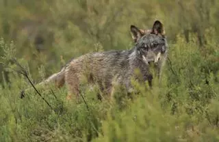 El TSXG paraliza los planes de la Xunta para cazar lobos