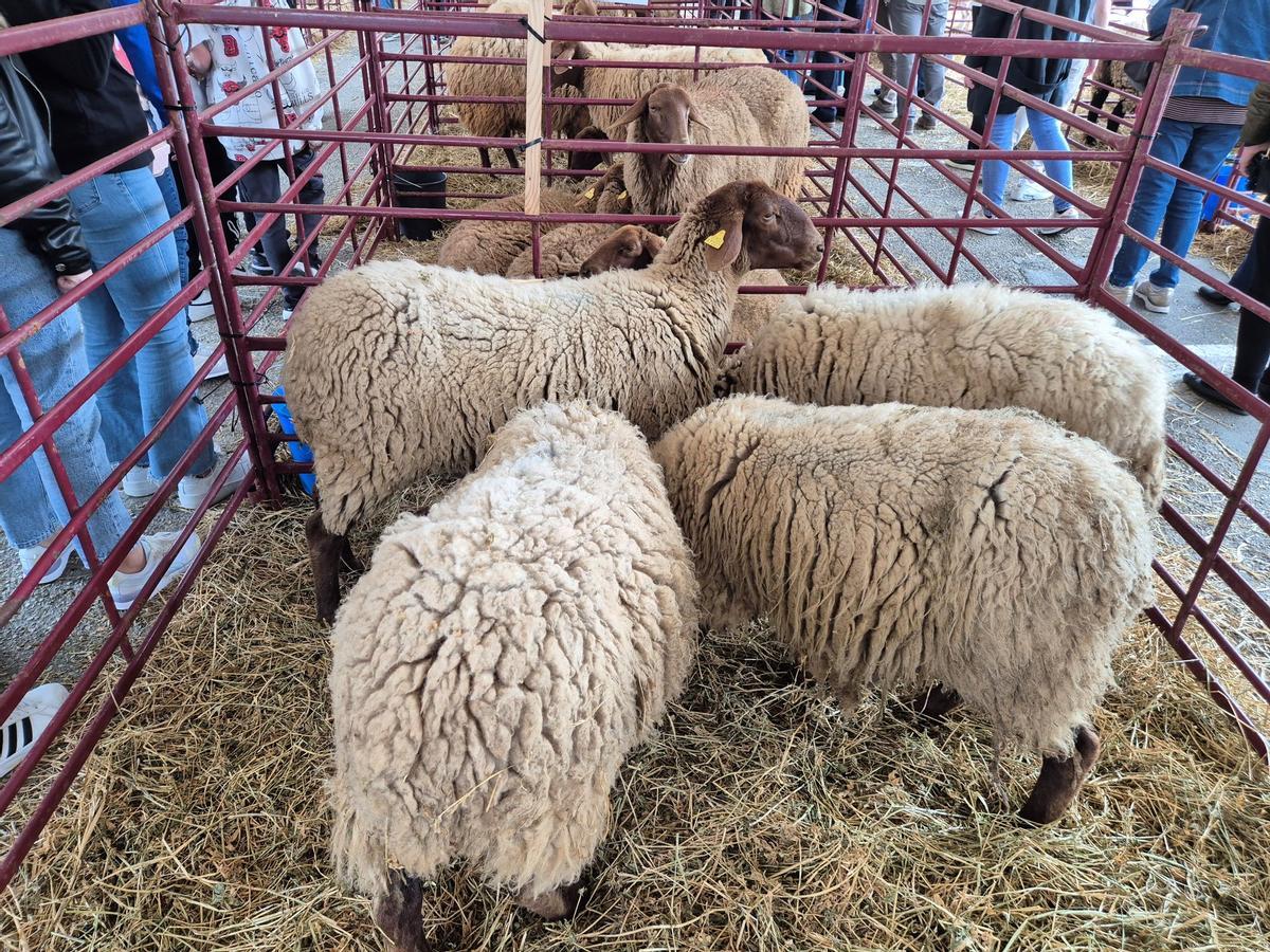 Fira d'Oví i Caprí de Calvià vila