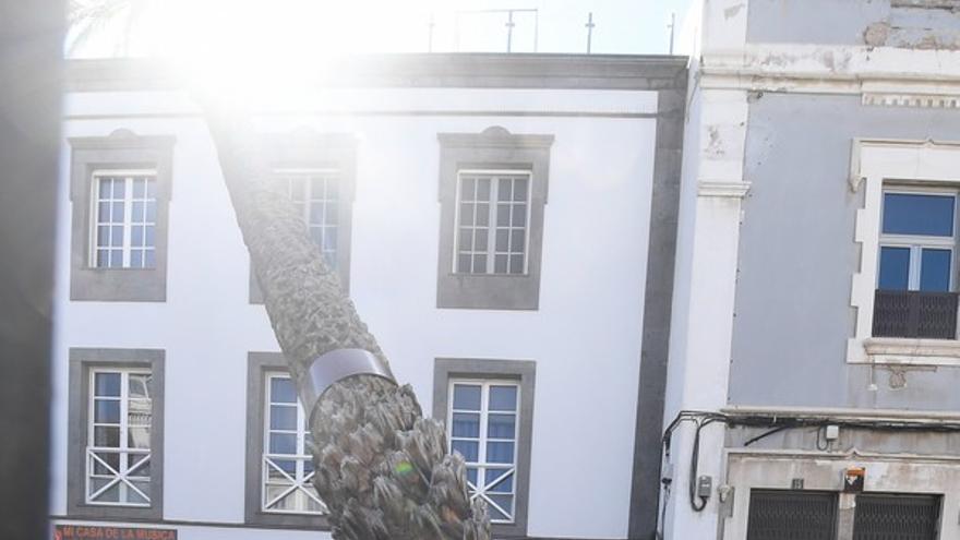 Una palmera se estrella contra un edificio en la Alameda de Colón