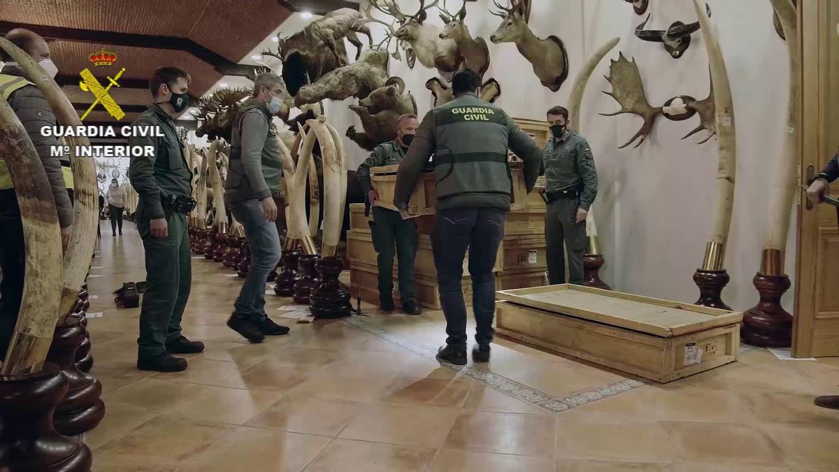 FOTOS | Las imágenes de la colección de animales disecados hallada en Bétera, la más grande de España FOTOS | Las imágenes de la colección de animales disecados hallada en Bétera, la más grande de España