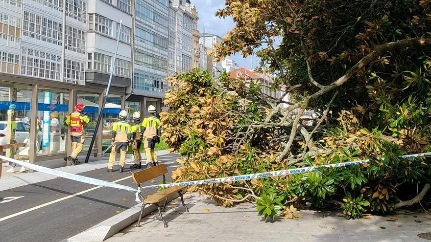 Susto en A Coruña tras la caída de la rama de un árbol delante del Copacabana
