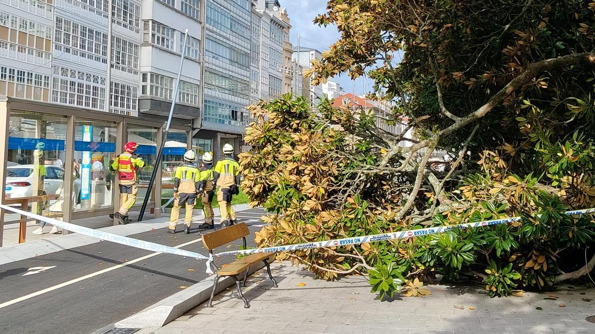 Los bomberos trabajando en la retirada de rama que cayó delante del Copacabana
