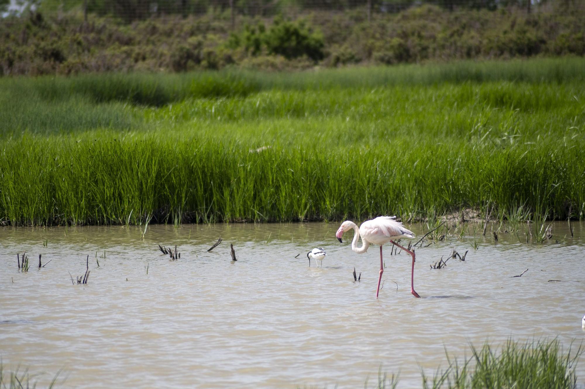 Flamencos en la Laguna de Fuente de Piedra, en abril de 2024.