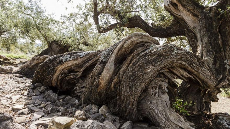 Los olivos milenarios de Málaga, fuera del camino hasta la Unesco