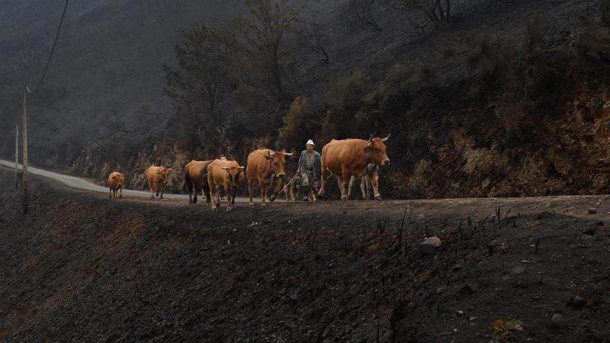 El monte quemado en Cervantes, área castigada por el fuego en Ourense // Vincent West