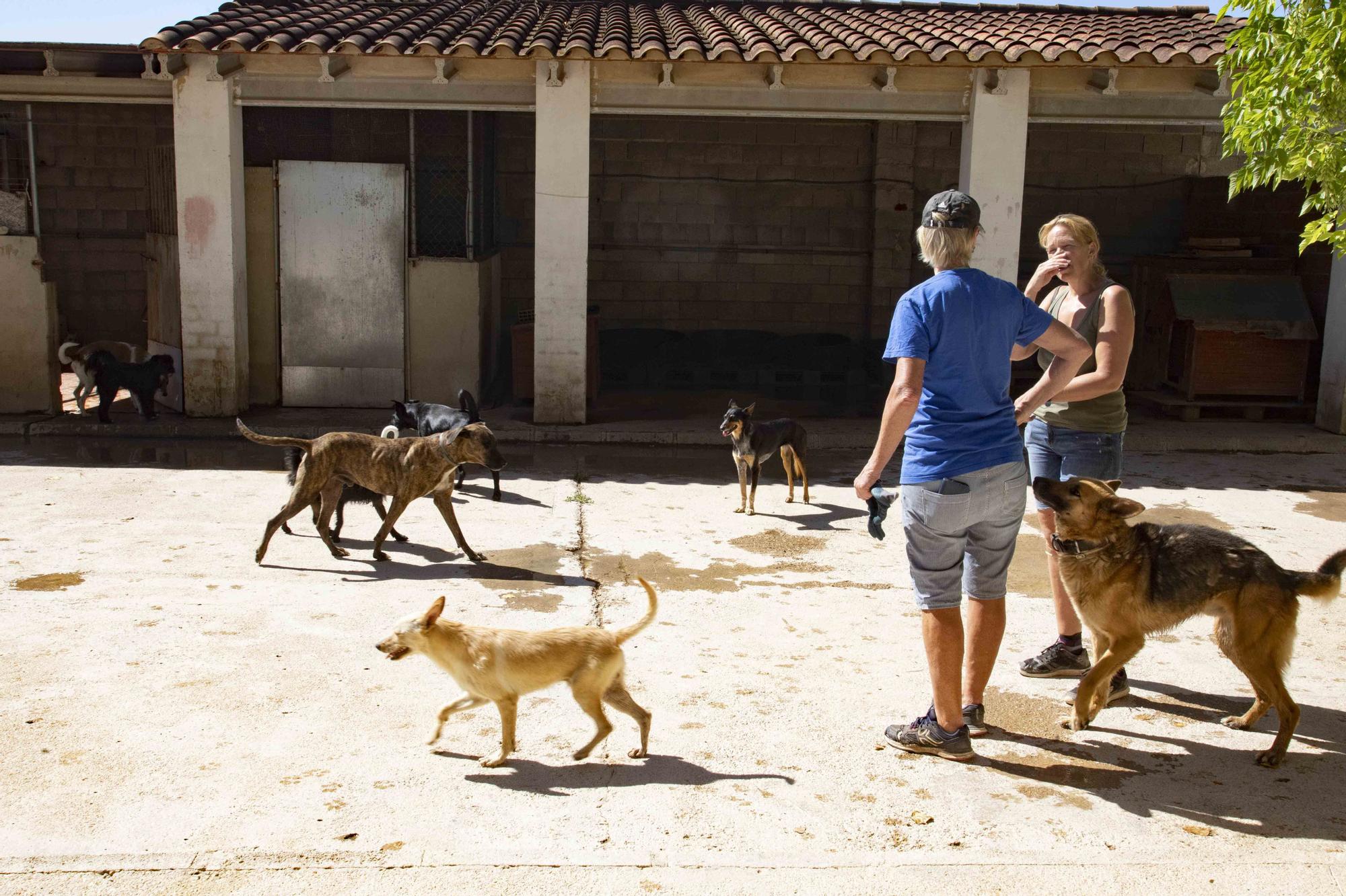 La protectora de Xàtiva alerta sobre el aumento de abandonos en verano