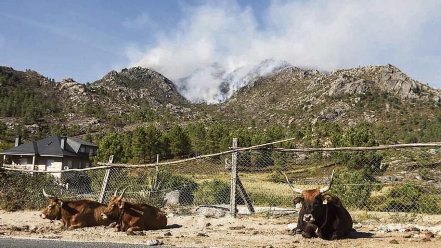 Varias vacas descansan en la carretera, con el fuego aún humeante a sus espaldas. // Brais Lorenzo