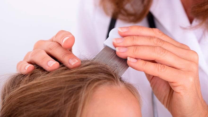 El piojo infesta el cabello, una hembra llega a depositar hasta 300 huevos, junto a una sustancia que actúa pegándolos a la raíz,