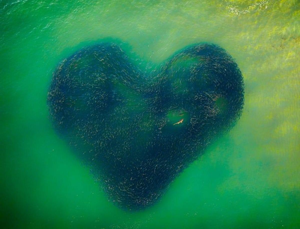 Love Heart of Nature