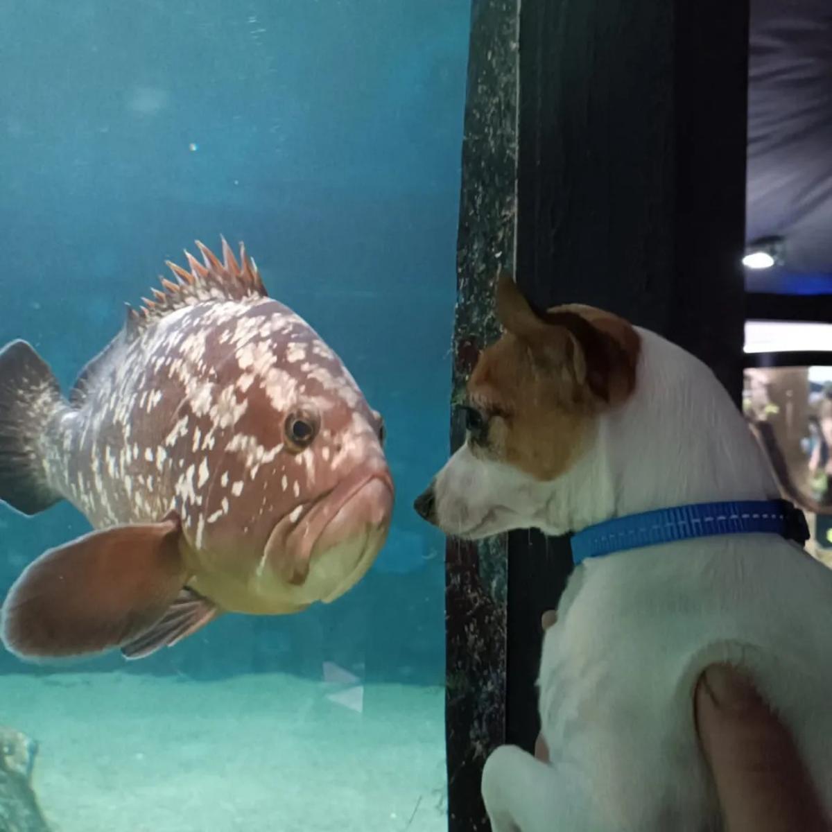 El Acuario admite mascotas.