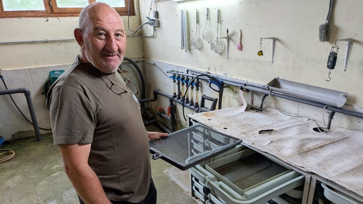 Los "Amigos del Nalón" repueblan el río con 100.000 alevines de truchas