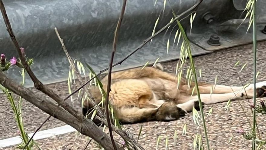 Lobo atropellado en la A-11 este domingo.