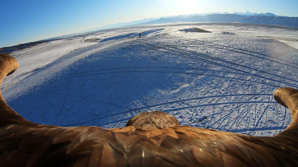 A still image taken from a video shows a tamed ...