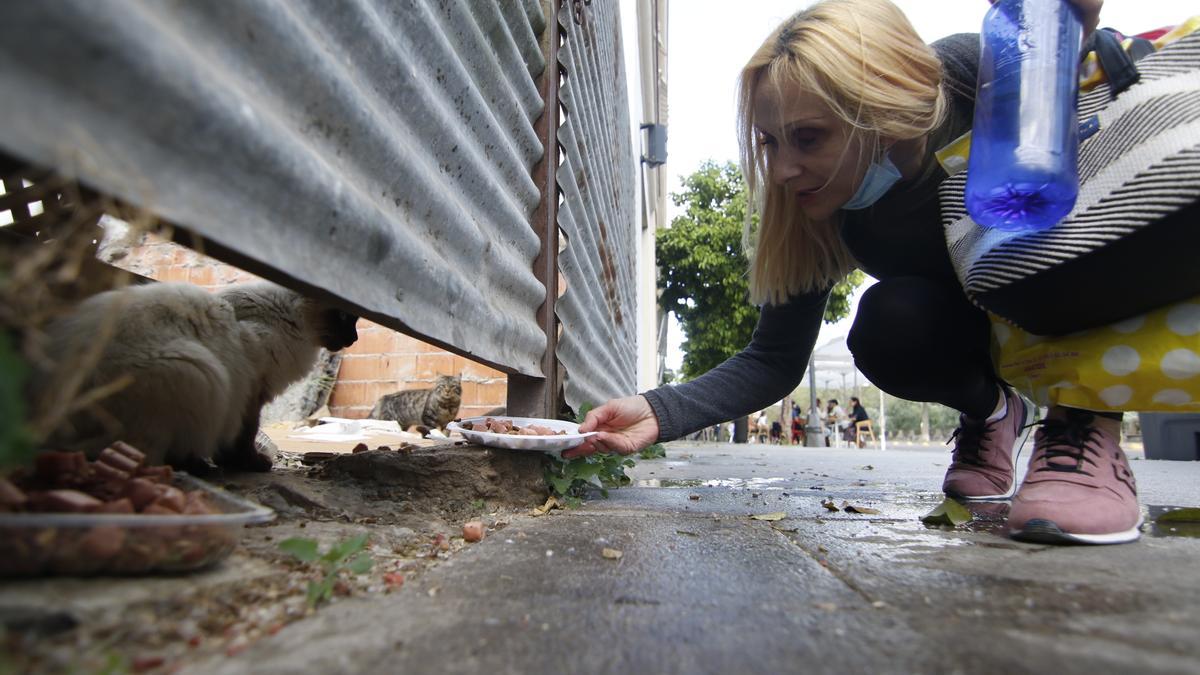 Una mujer da de comer a una colonia de gatos.