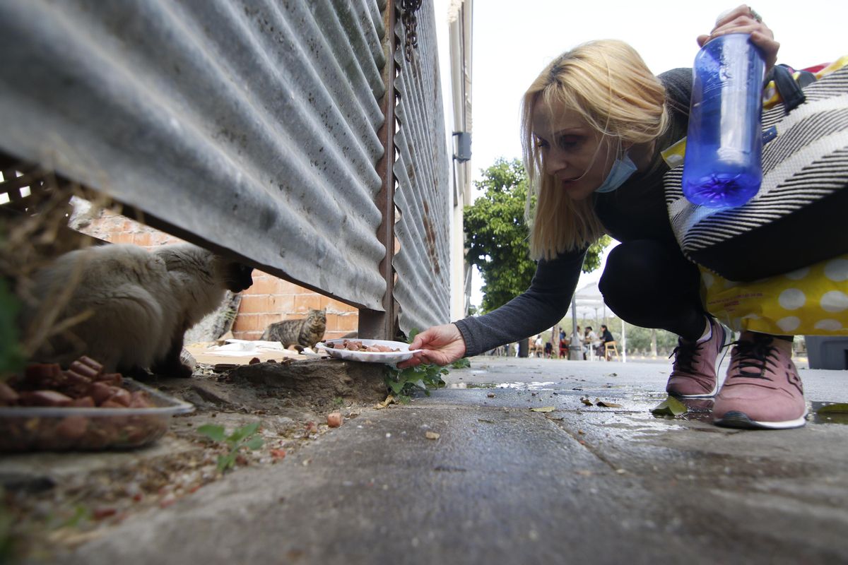Una mujer da de comer a una colonia de gatos.