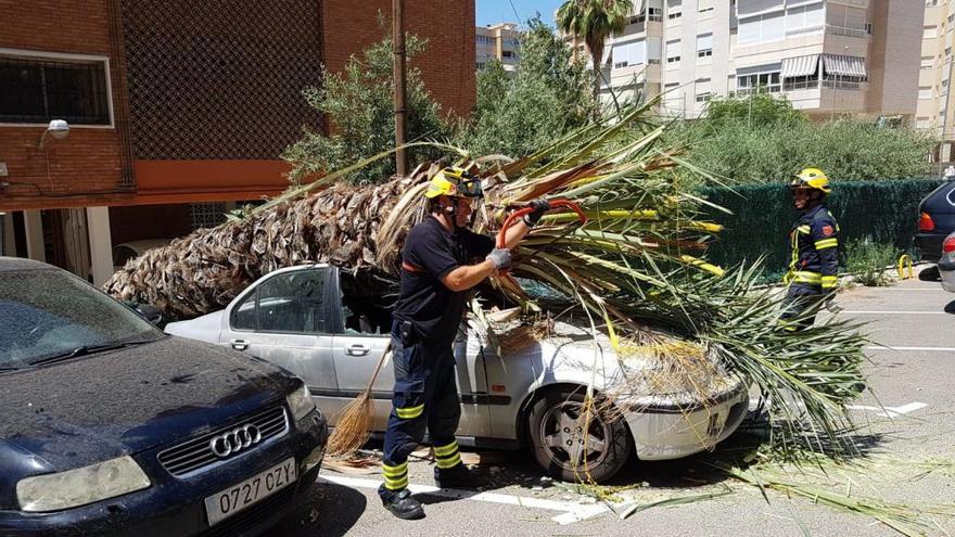 Una palmera cae sobre un coche en el interior de una urbanización en Alicante