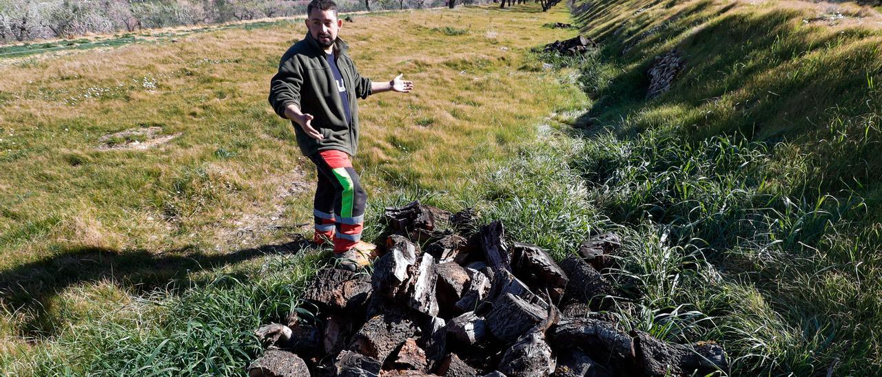 Un agricultor junto a una pila de almendros arrancados en la Vall de Seta