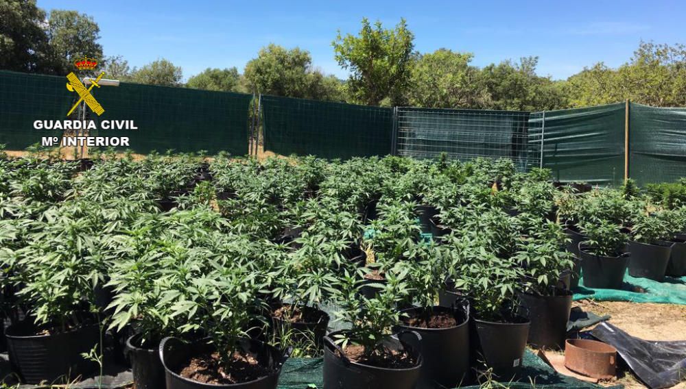 Cannabis-Plantagen sind auf Mallorca keine Seltenh