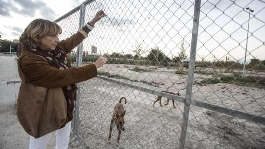 La muerte de un perro reaviva las quejas vecinales por un parque canino