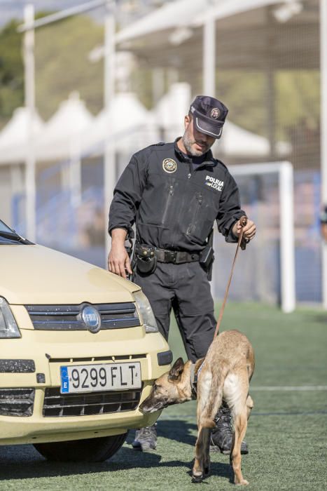 Perros policía en acción en la Nucía - Información