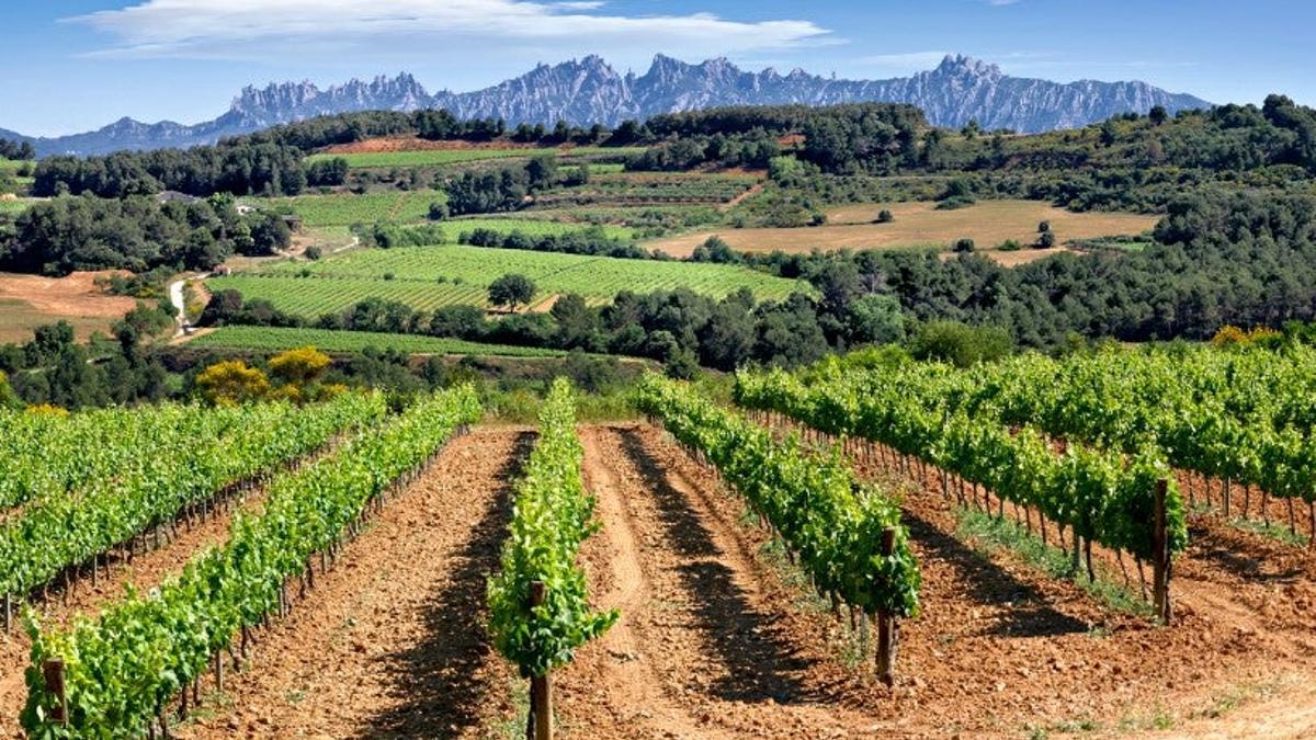 Viñedos con vistas de Montserrat - Alt Penedès