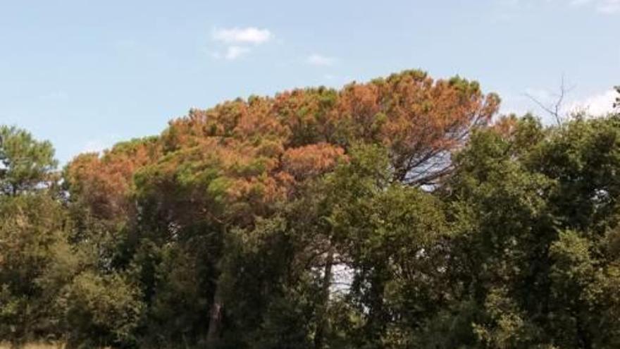 Un punt de la zona de 580 hectàrees de pins afectada per un fong