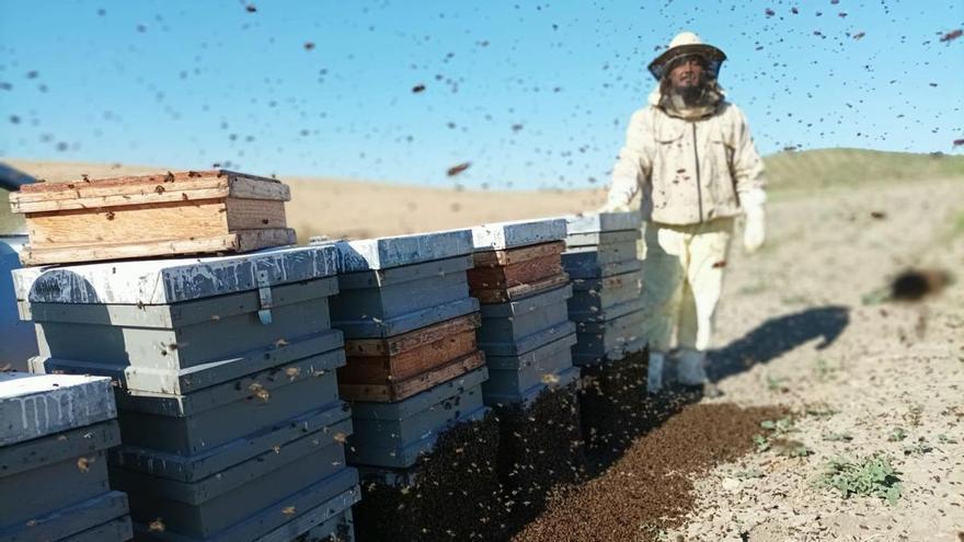 Desánimo en la apicultura cordobesa por la escasa cosecha de miel